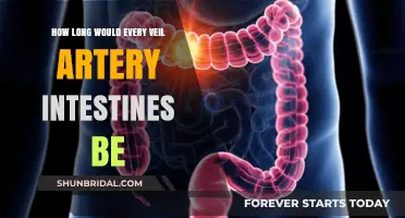 Unraveling the Length of Every Vein, Artery, and Intestine
