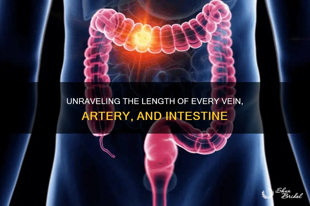 how long would every veil artery intestines be