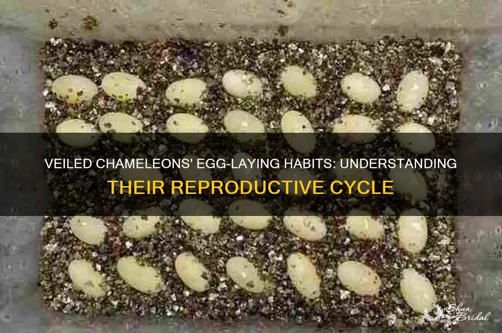 how many eggs do veiled