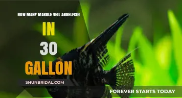 Ideal Number of Marble Veil Angelfish for a 30-Gallon Tank