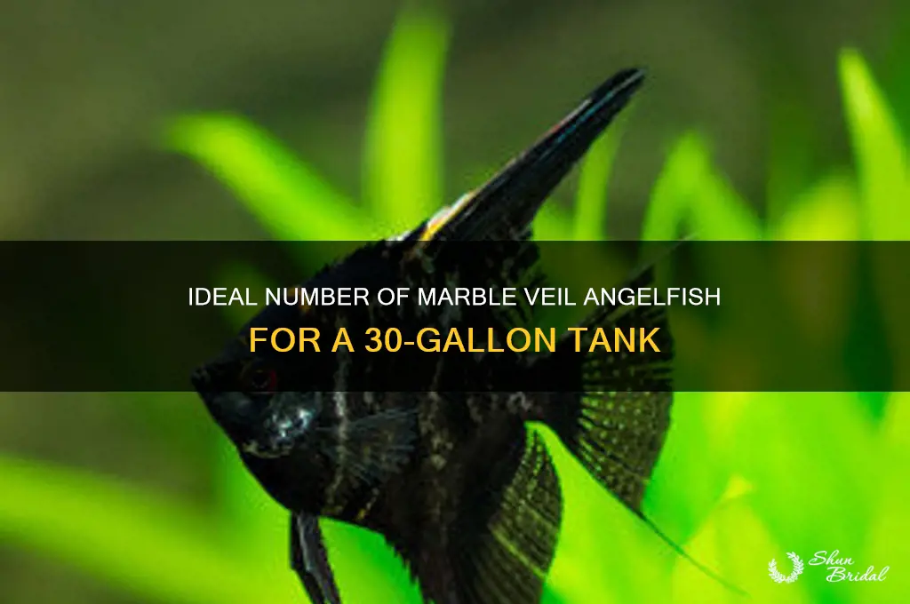 how many marble veil angelfish in 30 gallon