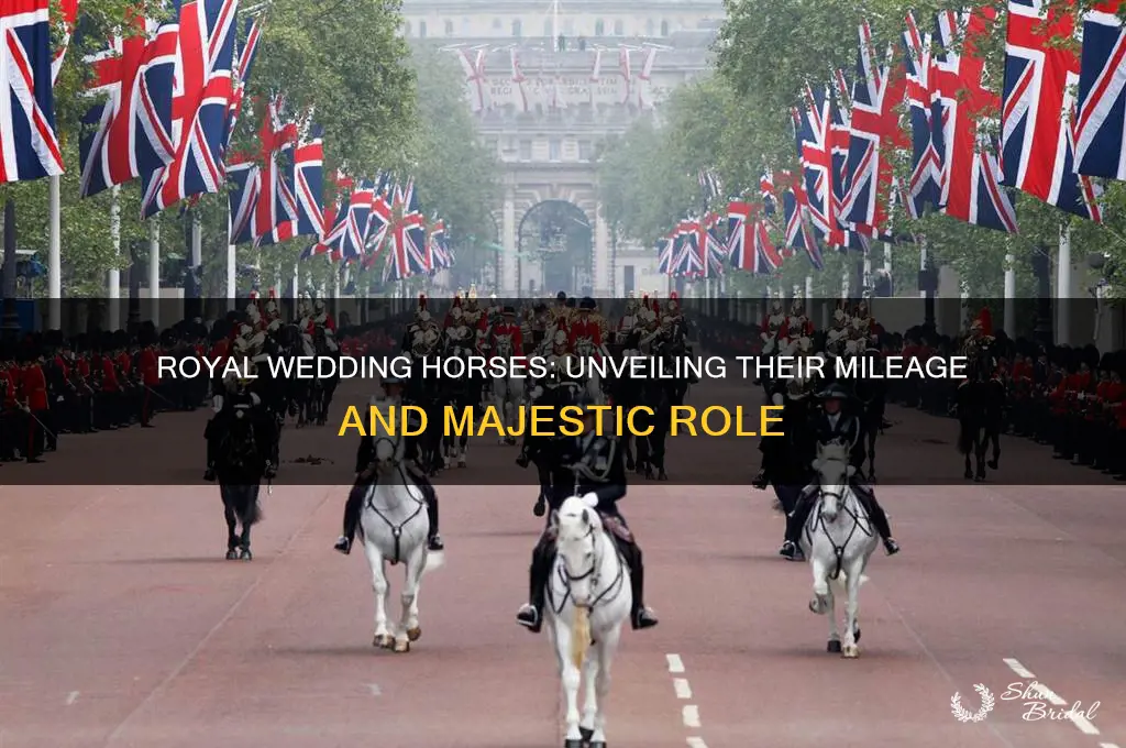 how many miles did the horses at royal wedding do
