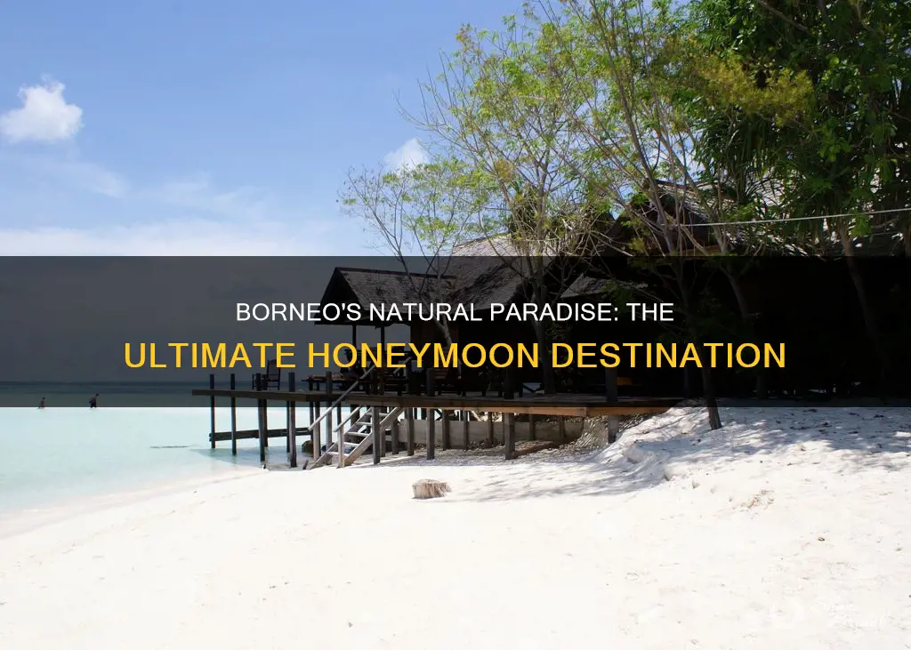 how many people travel to borneo for their honeymoon