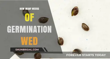 Understanding the Ideal Germination Weeks for Weed Seeds