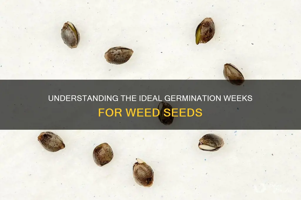 how many weeks of germination wed