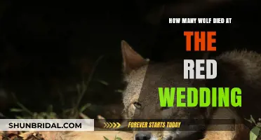 The Red Wedding's Grim Toll: Wolf Casualties Unveiled