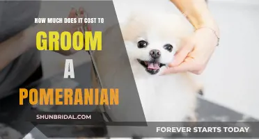 Pampering Your Pomeranian: A Guide to Grooming Costs