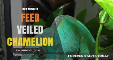 Feeding Your Veiled Chameleon: Optimal Portions for Health and Vitality