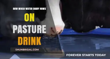 Pasture Water Needs: How Much Do Dairy Cows Drink?