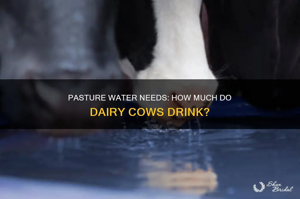 how much water dairy vows on pasture drink