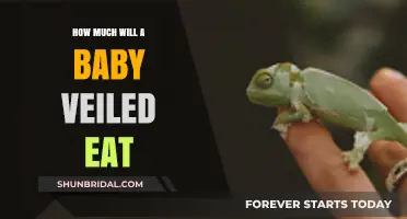 Feeding Your Baby Veiled Chameleon: Understanding Their Dietary Needs