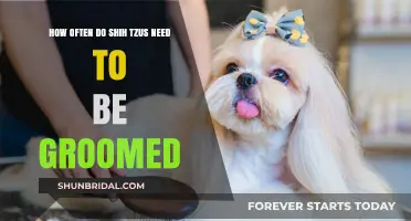 Essential Grooming Guide for Shih Tzus: Frequency and Tips