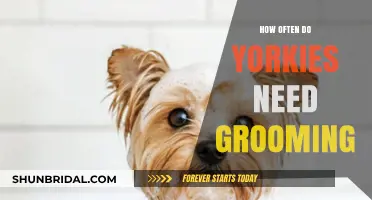 Yorkie Grooming Essentials: A Guide to Keeping Your Pup Pampered