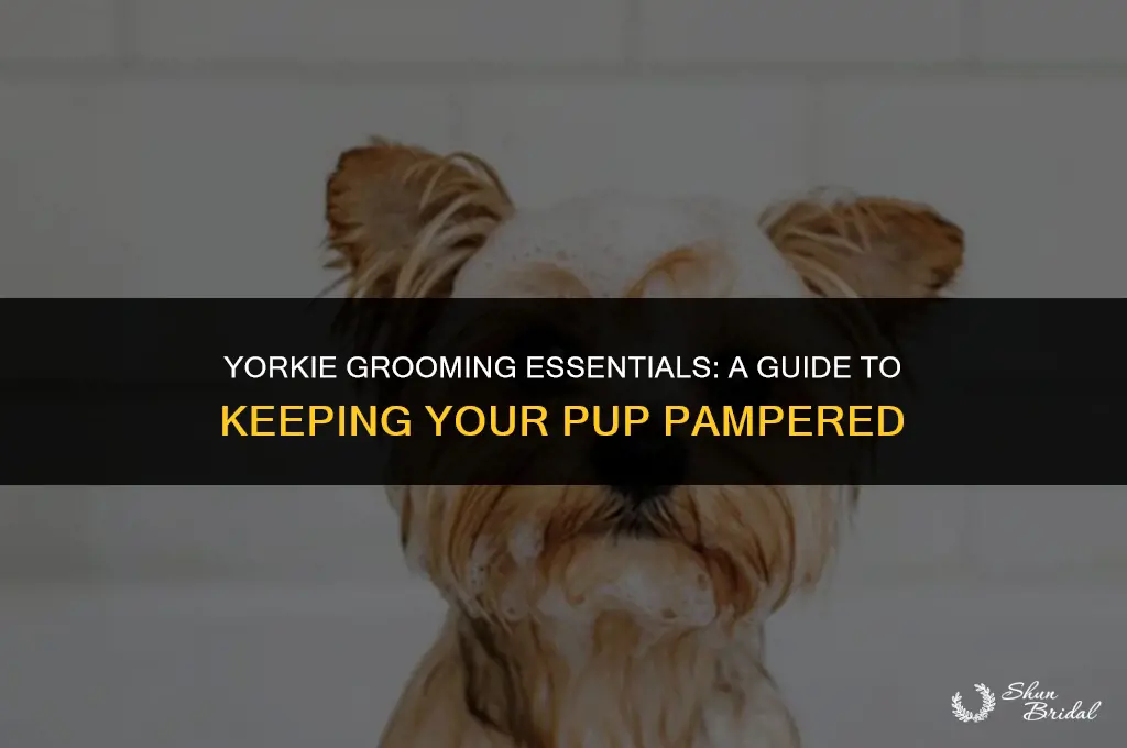 how often do yorkies need grooming
