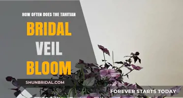Tahitian Bridal Veil Blooming Frequency: A Comprehensive Guide