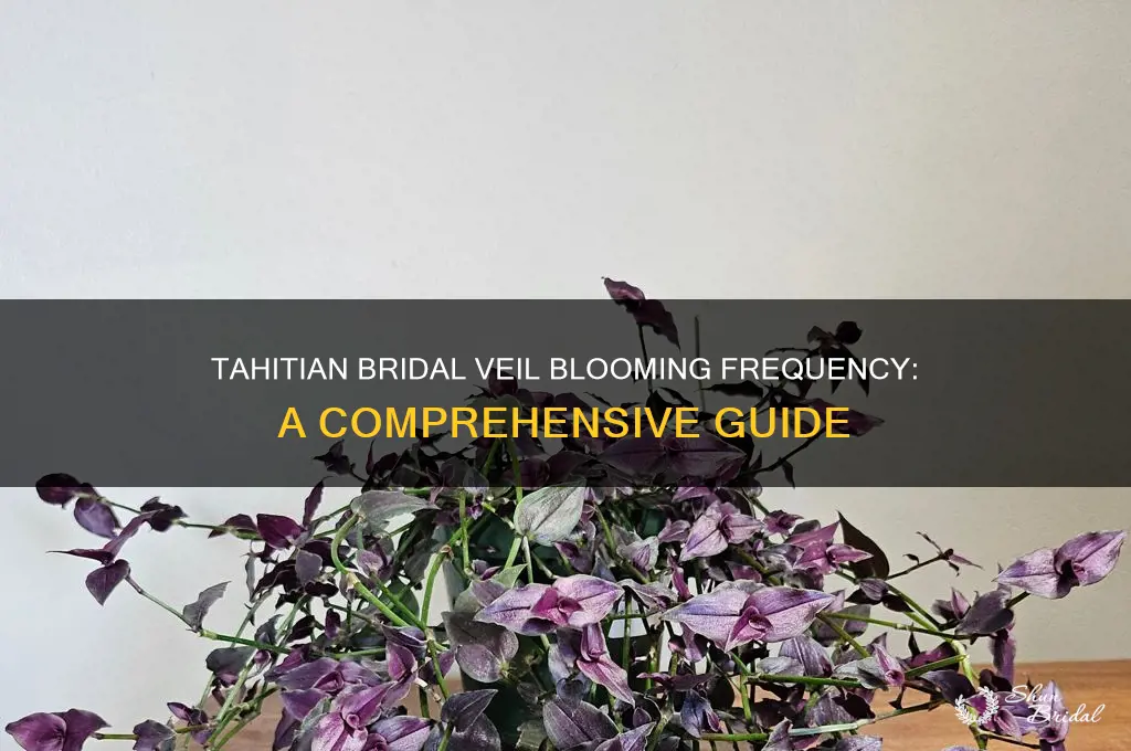 how often does the tahitian bridal veil bloom