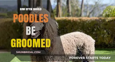Poodle Grooming Frequency: A Comprehensive Guide for Pet Owners