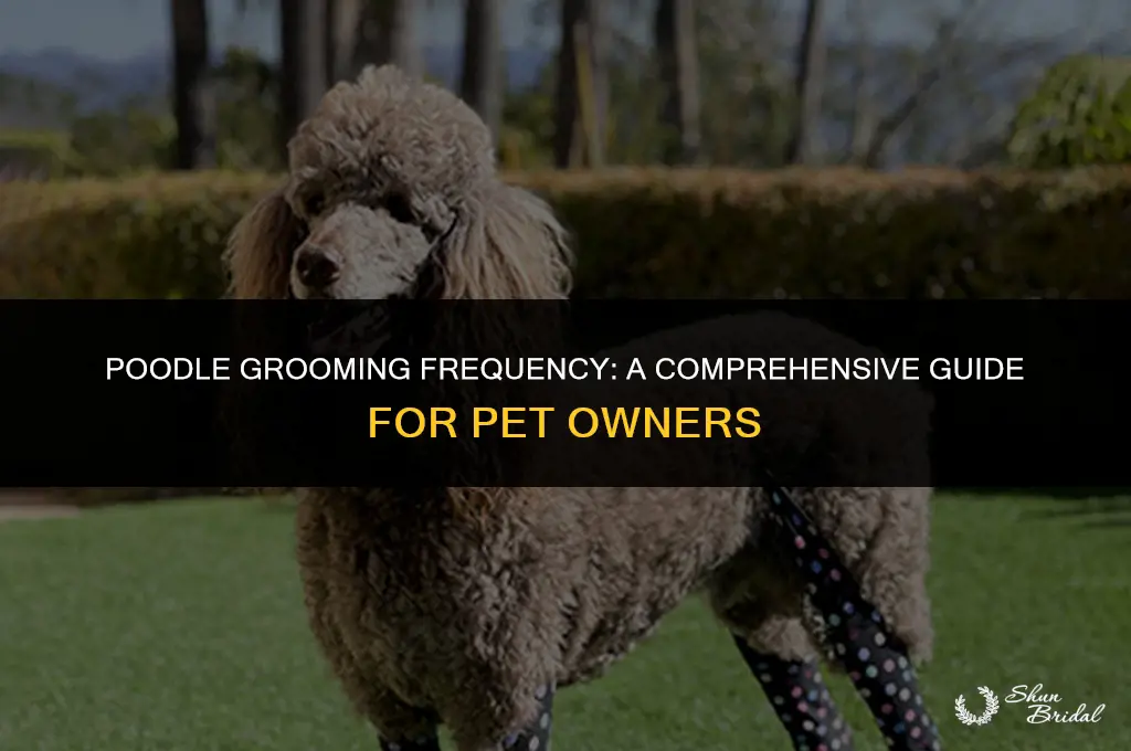 how often should poodles be groomed