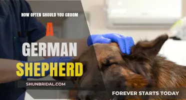 Essential Grooming Frequency for Your German Shepherd Companion