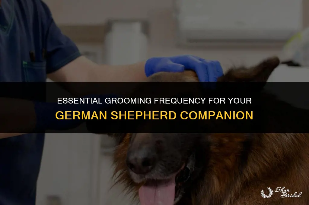 how often should you groom a german shepherd