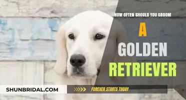 Golden Retriever Grooming: A Comprehensive Guide to Frequency and Care
