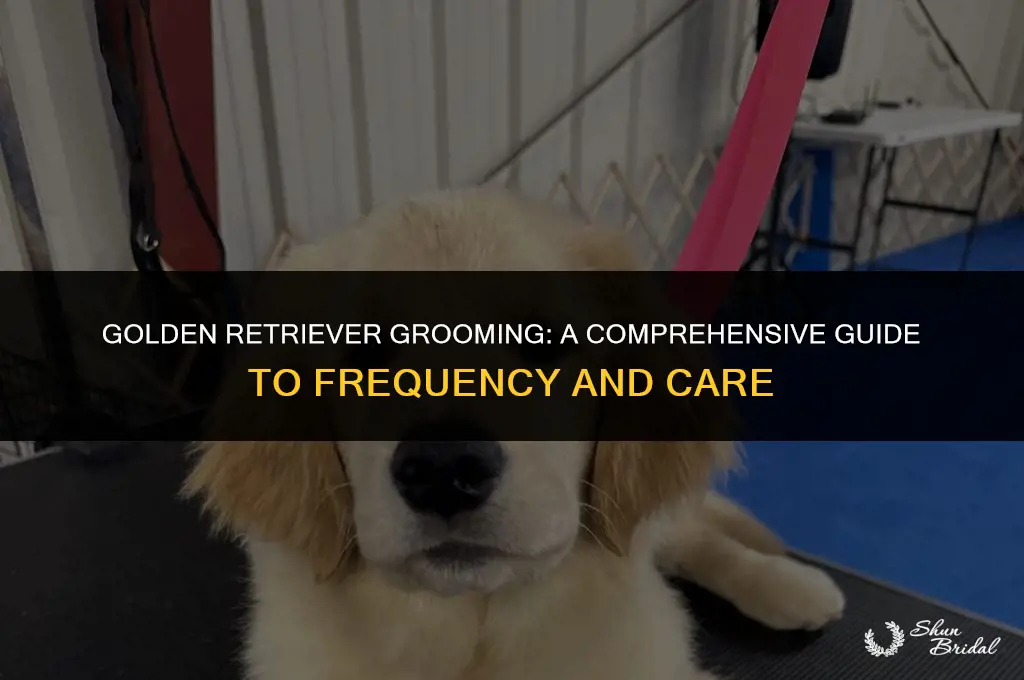 how often should you groom a golden retriever