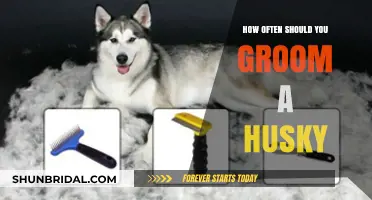 Husky Grooming Essentials: A Comprehensive Guide to Keeping Your Pup Clean and Healthy