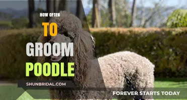 Poodle Grooming Frequency: A Comprehensive Guide for Dog Owners