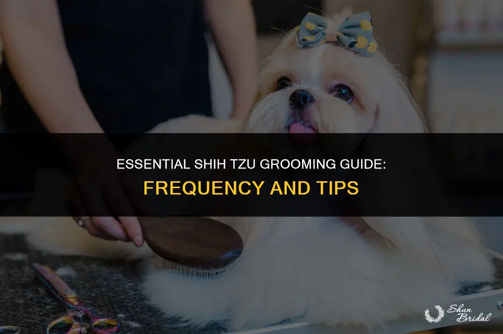 how often to groom shih tzu