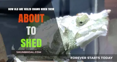 Veiled Chameleons Shedding Age: When Do They Prepare to Shed?