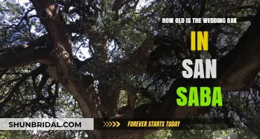 Discovering the Age of San Saba's Majestic Wedding Oak Tree