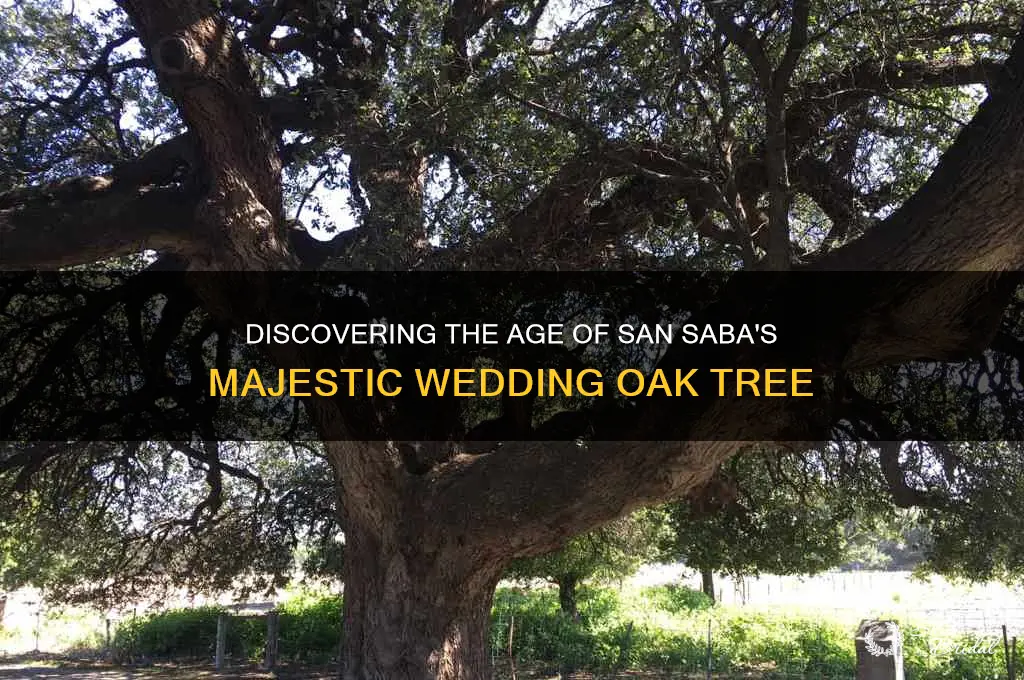 how old is the wedding oak in san saba