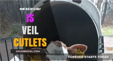 Understanding the Age of Calves for Perfect Veal Cutlets Preparation