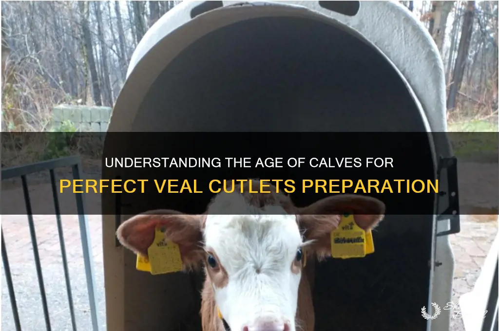 how old of a calf is veil cutlets