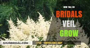Bridal Veil Plant Growth: How Tall Can It Really Get?
