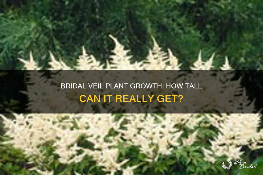 how tall do bridals veil grow