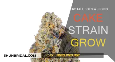 Wedding Cake Strain: How Tall Does It Grow?