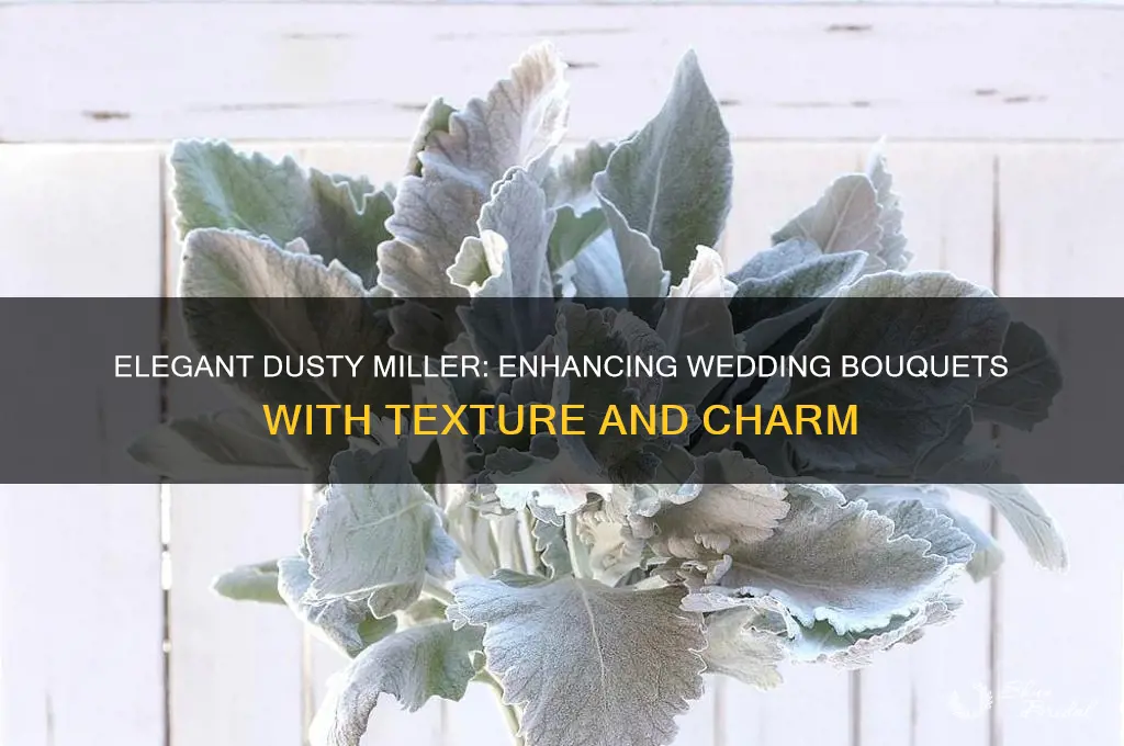 how to add dusty miller to wedding boquests