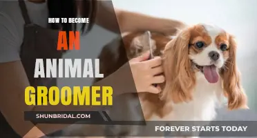 From Passion to Profession: Your Guide to Becoming an Animal Groomer