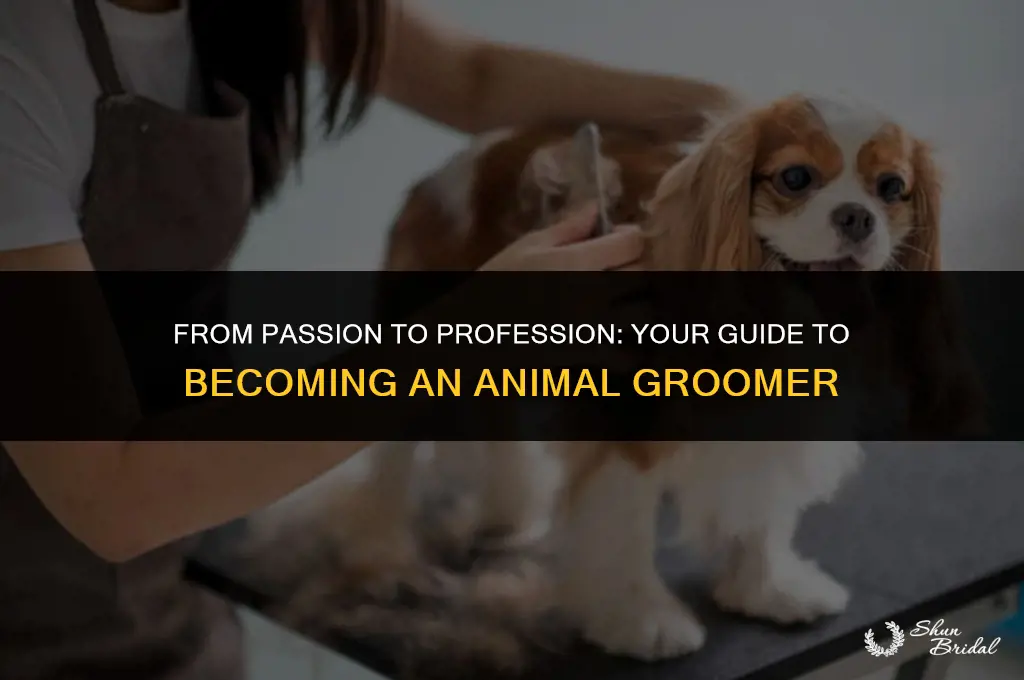 how to become an animal groomer