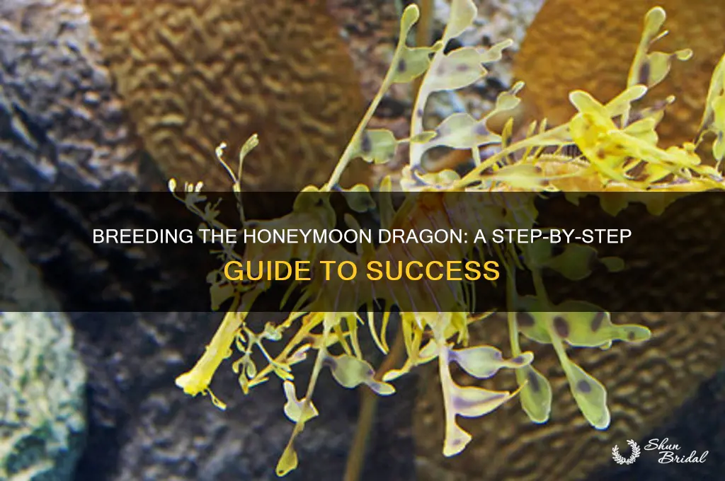 how to breed a honeymoon dragon