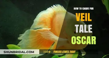Caring for Your Veil Tail Oscar: Essential Tips for a Healthy Fish