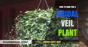 Bridal Veil Plant Care: Essential Tips for Healthy Growth and Beauty