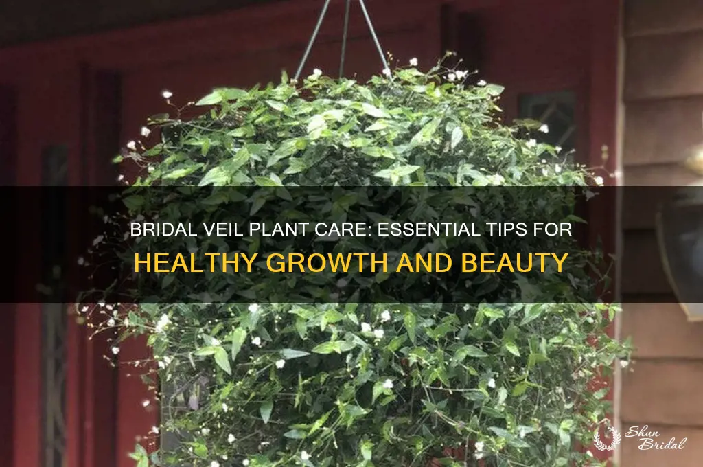 how to care for a bridal veil plant