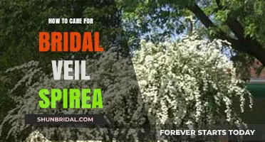 Caring for Bridal Veil Spirea: Essential Tips for Healthy Growth
