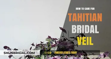 Caring for Your Tahitian Bridal Veil: Essential Tips and Tricks