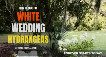 Caring for White Wedding Hydrangeas: A Step-by-Step Guide