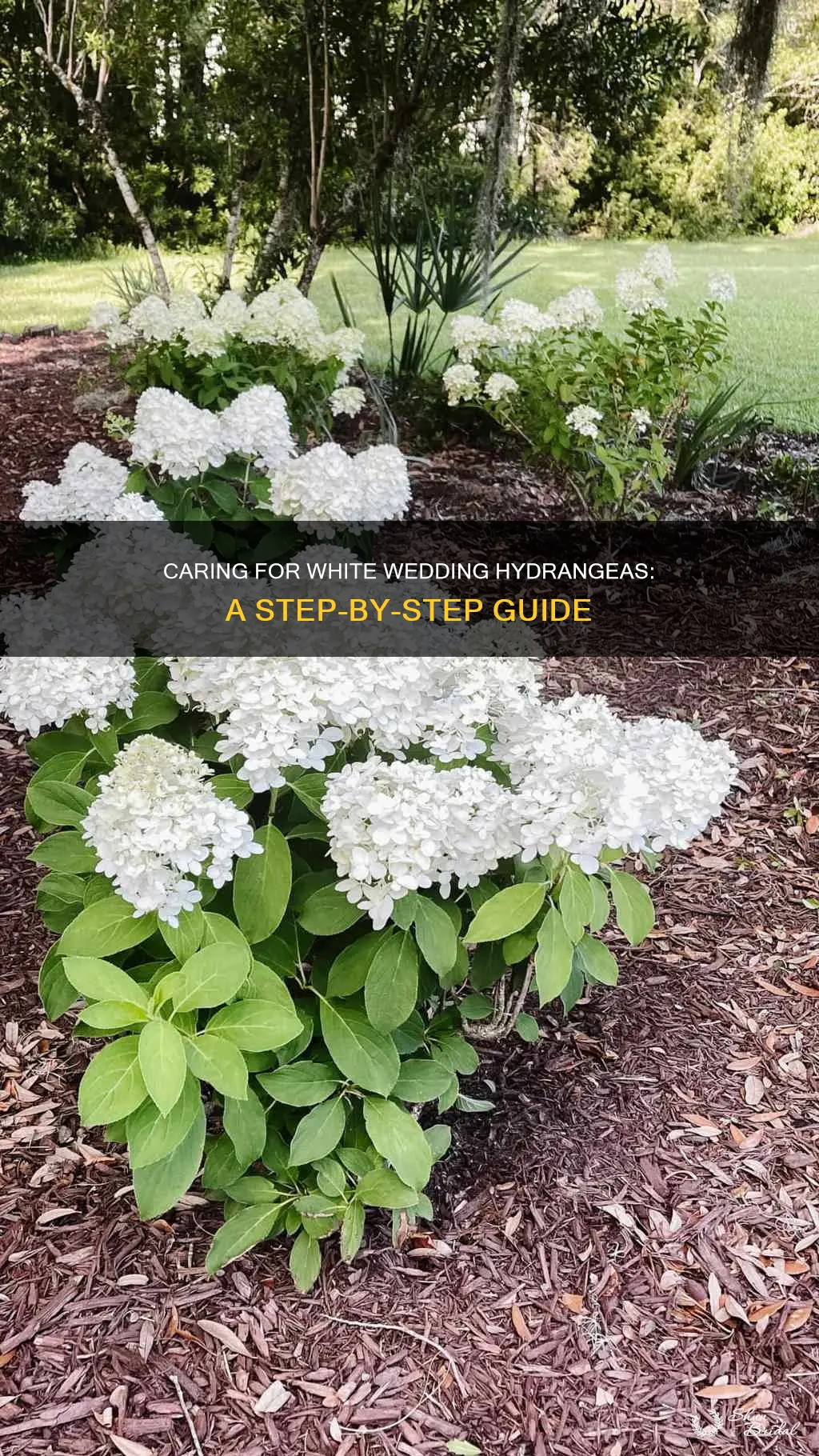 how to care for white wedding hydrangeas