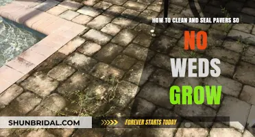Effective Paver Cleaning and Sealing Tips to Prevent Weed Growth