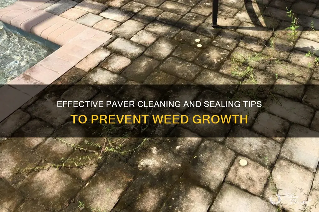 how to clean and seal pavers so no weds grow